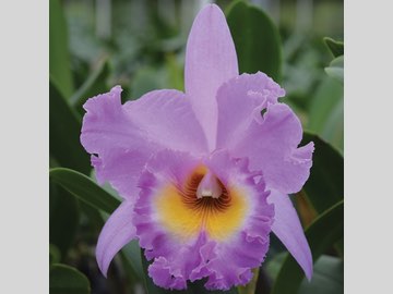 photo of actual light violet orchid with gold center