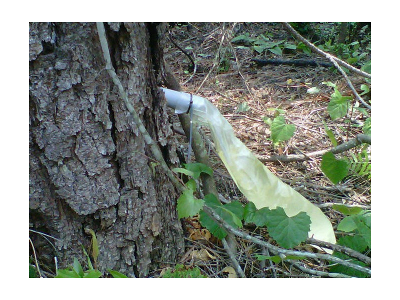 Shown here is the raw pine gum as it is extracted and collected by tapping the pine tree at its base with a collection bag, instead of scarring its trunk over a broad area, as an example of the sustainable forest practices employed by Diamond G Forest Products.